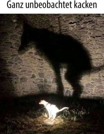 Hunde Memes-Beitrag-Bild