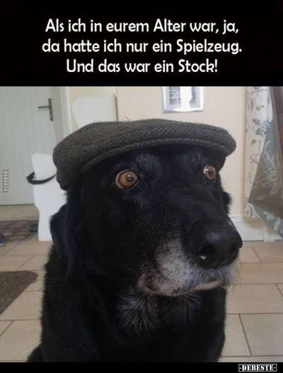 Hunde Memes-Beitrag-Bild