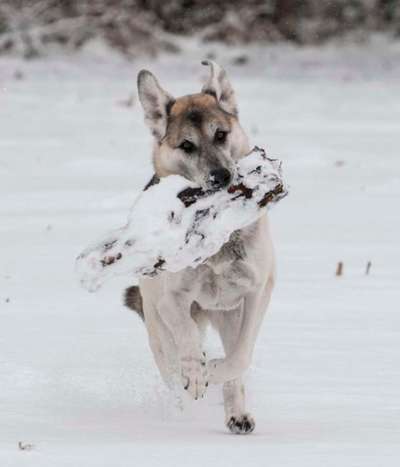 Mein Junghund flippt im Schnee total aus-Beitrag-Bild