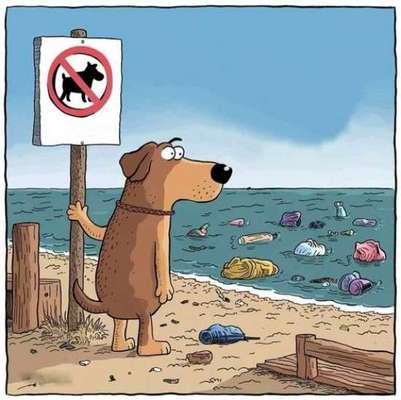 Hunde Memes-Beitrag-Bild