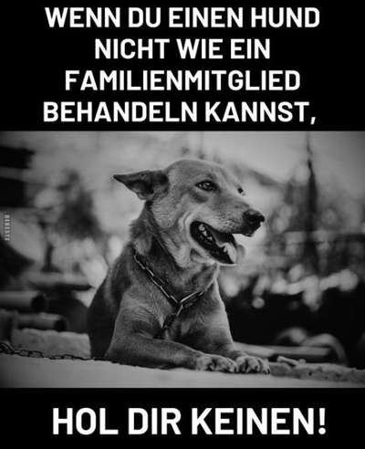 Berührende Hunde Bilder/Videos-Beitrag-Bild