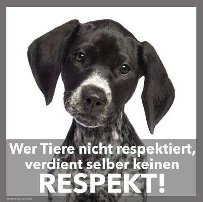 Berührende Hunde Bilder/Videos-Beitrag-Bild