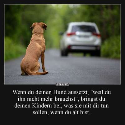 Berührende Hunde Bilder/Videos-Beitrag-Bild