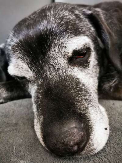 42. Handy Fotochallenge - Den richtigen Riecher haben-Beitrag-Bild