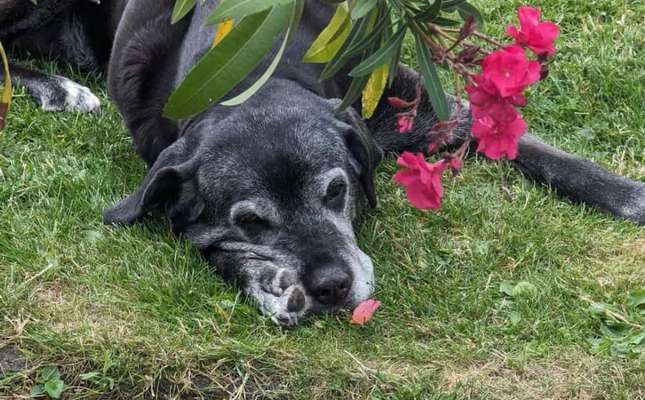 63. Handyfotochallenge   * Nase dran ! *-Beitrag-Bild