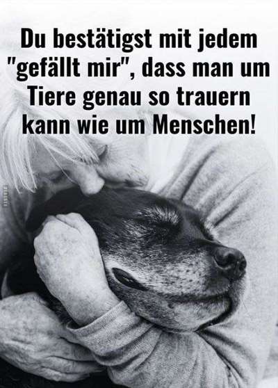 Berührende Hunde Bilder/Videos-Beitrag-Bild