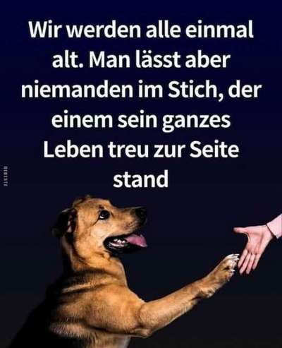 Berührende Hunde Bilder/Videos-Beitrag-Bild