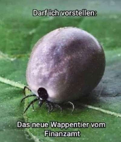 Hunde Memes-Beitrag-Bild