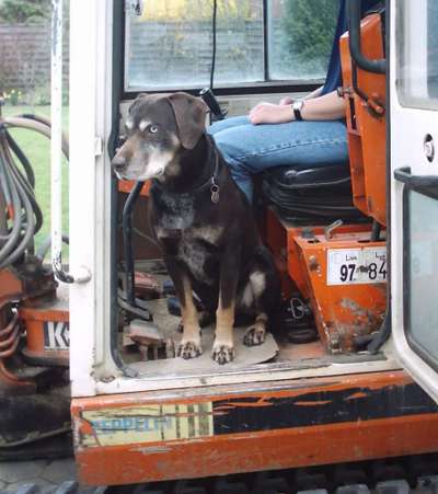 Hunde Memes-Beitrag-Bild