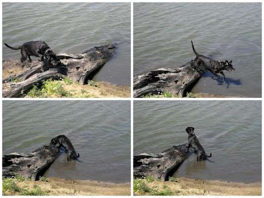 31. Collagen Challenge - Bänke/ Steine /Baumstümpfe-Beitrag-Bild