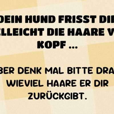 Hunde Memes-Beitrag-Bild