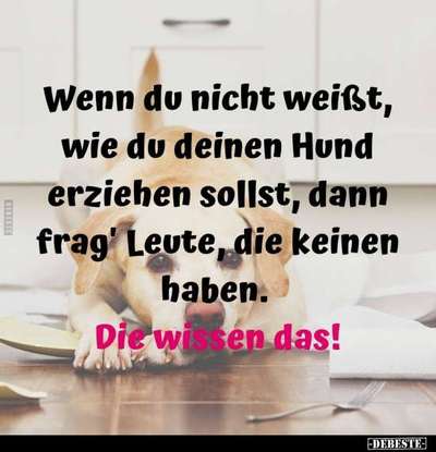 Hunde Memes-Beitrag-Bild