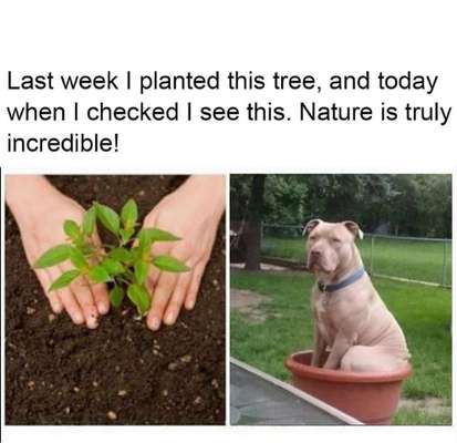 Hunde Memes-Beitrag-Bild