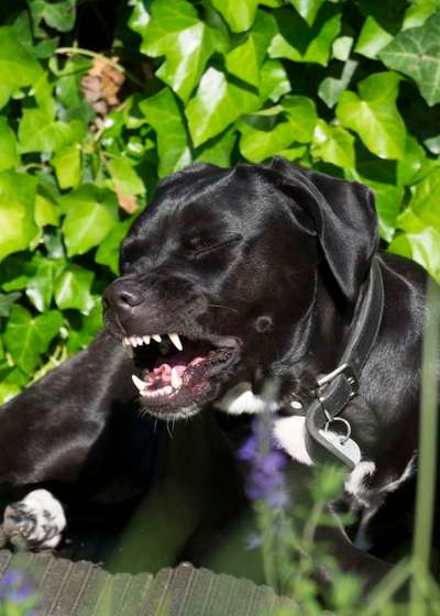 Zeige den lustigsten Blick deines Hundes-Beitrag-Bild