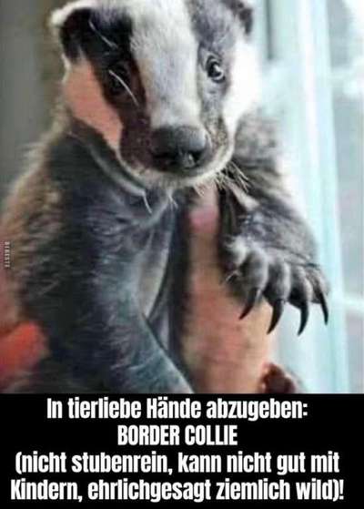 Hunde Memes-Beitrag-Bild