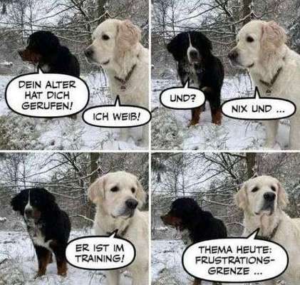 Hunde Memes-Beitrag-Bild