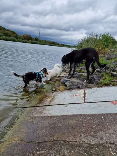 Hunde schwimmen/ Hundestrand Kreis Recklinghausen-Beitrag-Bild