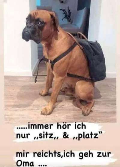 Hunde Memes-Beitrag-Bild