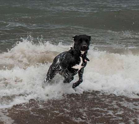 Dogorama Photo Challenge - Hunde in Action-Beitrag-Bild