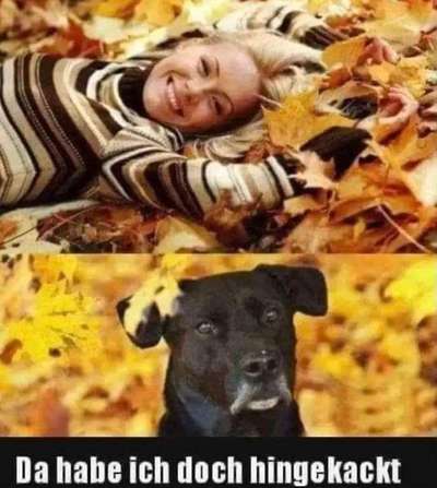 Hunde Memes-Beitrag-Bild