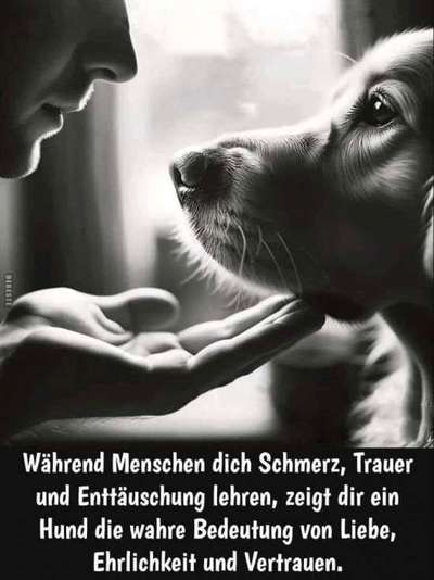 Berührende Hunde Bilder/Videos-Beitrag-Bild