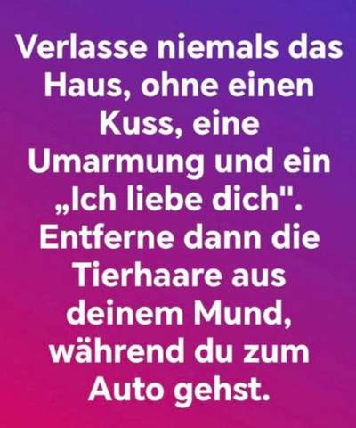 Hunde Memes-Beitrag-Bild