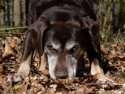 Dogorama Photo Challenge- Der Nase nach-Beitrag-Bild