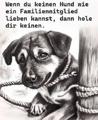 Berührende Hunde Bilder/Videos-Beitrag-Bild