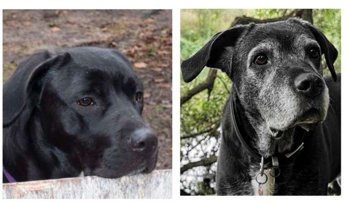 Hundeangriff, groß gegen klein-Beitrag-Bild