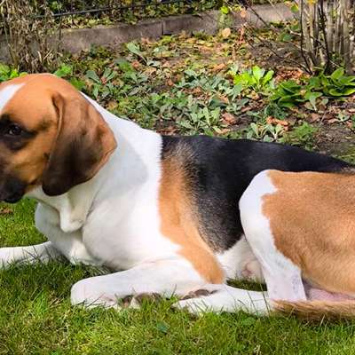 Was hat euch heute mit eurem Hund gefreut?-Beitrag-Bild
