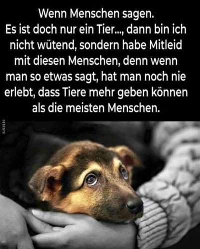 Berührende Hunde Bilder/Videos-Beitrag-Bild