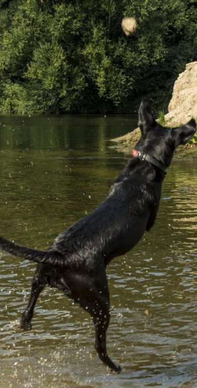 17. Collage Challenge / Springende Fellnasen-Beitrag-Bild