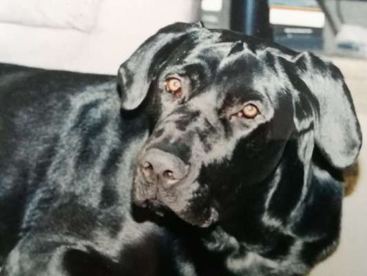 Black dogs are beautiful-Beitrag-Bild