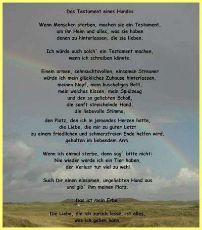 Unsere Fellnasen im Regenbogenland-Beitrag-Bild