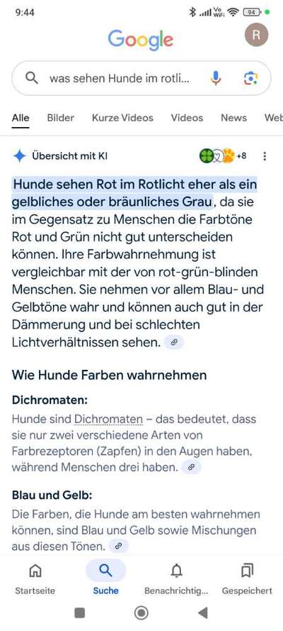 Hundespielsachen oder Sextoy-Beitrag-Bild