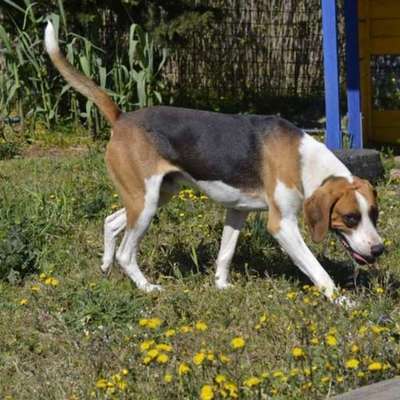 TierschutzhundeStammtisch🐕-Beitrag-Bild