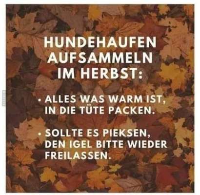 Hunde Memes-Beitrag-Bild