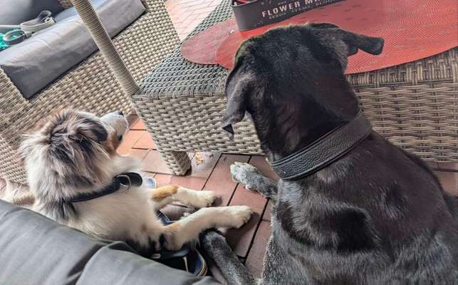 Freddys Kummerkasten-Beitrag-Bild