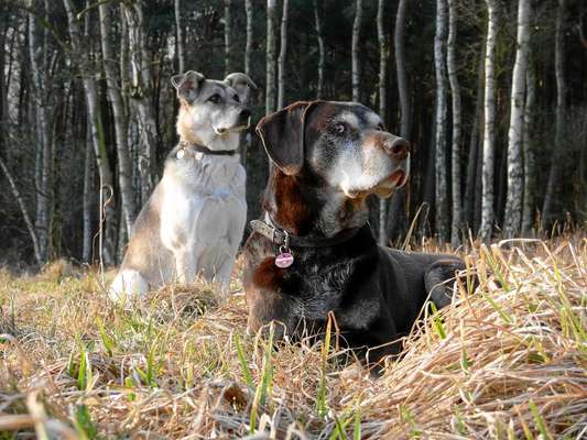 33.Farben Challenge: 
Thema Herbstfarben-Beitrag-Bild