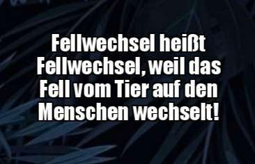 Hunde Memes-Beitrag-Bild