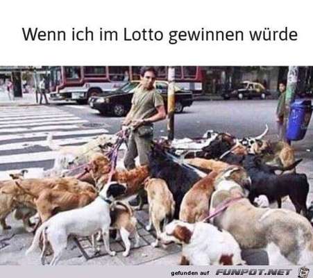 Wie viele Hunde ist für euch genug?-Beitrag-Bild