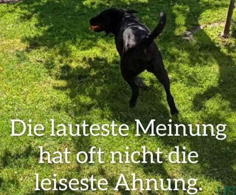 TierschutzhundeStammtisch🐕-Beitrag-Bild