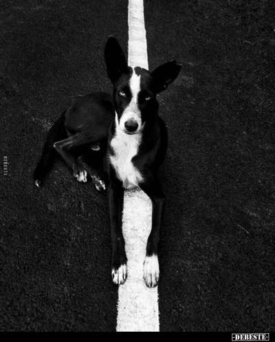 Hunde Memes-Beitrag-Bild