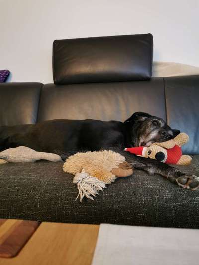 Freddys Kummerkasten-Beitrag-Bild