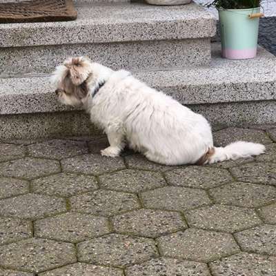 Welpe-Beitrag-Bild