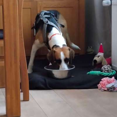 Was hat euch heute mit eurem Hund gefreut?-Beitrag-Bild