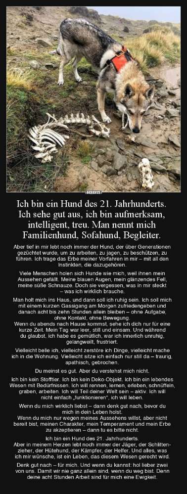 Berührende Hunde Bilder/Videos-Beitrag-Bild
