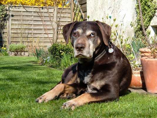 36. Handy Foto Challenge - Sonnenanbeter-Beitrag-Bild