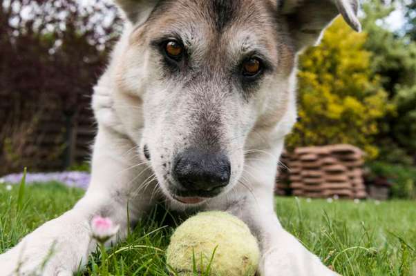 Dogorama Photo Challenge - Portrait-Beitrag-Bild