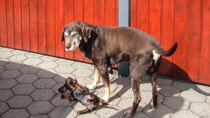 155. FotoChallange * David und Goliath *-Beitrag-Bild